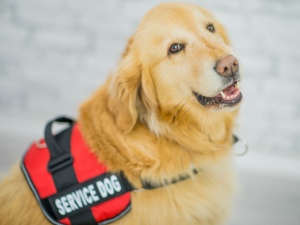 Golden Retriver Service Dog with red and black vest that says Service Dog.